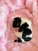 Bella, a female Mal Shi for sale in Hawarden, IA – Photo 7 of 7