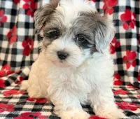 Newton, a male Maltipoo for sale in Hawarden, IA – 6 of 10