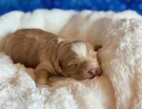 Aspen, a male Cockapoo for sale in Hawarden, IA – Photo 3 of 9