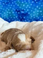 Aspen, a male Cockapoo for sale in Hawarden, IA – Photo 5 of 9