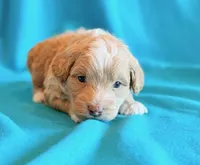 Aspen, a male Cockapoo for sale in Hawarden, IA – 6 of 8
