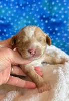 Aspen, a male Cockapoo for sale in Hawarden, IA – Photo 2 of 9