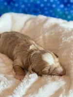Aspen, a male Cockapoo for sale in Hawarden, IA – Photo 7 of 9