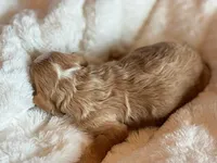 Aspen, a male Cockapoo for sale in Hawarden, IA – Photo 9 of 9