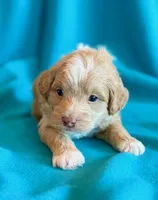 Aspen, a male Cockapoo for sale in Hawarden, IA – 4 of 8