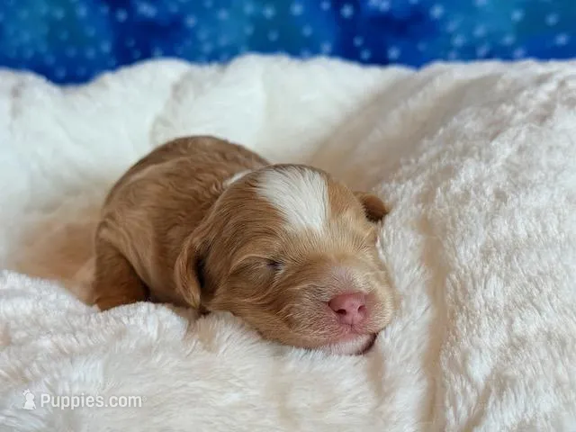 Aspen – Cockapoo puppy for sale in Hawarden, IA