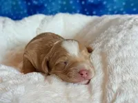 Aspen, a male Cockapoo for sale in Hawarden, IA – Photo 1 of 9
