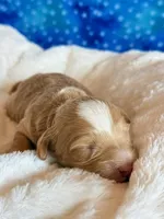 Aspen, a male Cockapoo for sale in Hawarden, IA – Photo 4 of 9