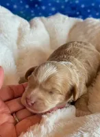 Aspen, a male Cockapoo for sale in Hawarden, IA – Photo 8 of 9