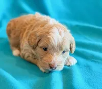 Aspen, a male Cockapoo for sale in Hawarden, IA – 5 of 8