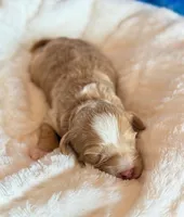 Aspen, a male Cockapoo for sale in Hawarden, IA – Photo 6 of 9