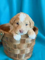 Aspen, a male Cockapoo for sale in Hawarden, IA – 7 of 8