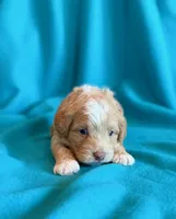 Aspen, a male Cockapoo for sale in Hawarden, IA – 3 of 8