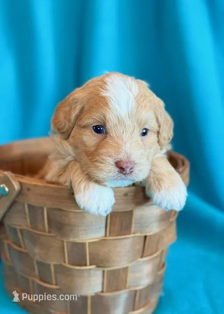 Aspen – Cockapoo puppy for sale in Hawarden, IA