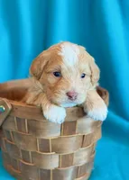 Aspen, a male Cockapoo for sale in Hawarden, IA – 1 of 8