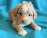 Aspen, a male Cockapoo for sale in Hawarden, IA – 2 of 8