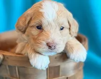 Aspen, a male Cockapoo for sale in Hawarden, IA – 8 of 8