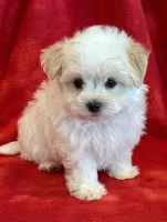 Nugget, a male Maltipoo for sale in Hawarden, IA – 6 of 10