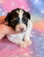 Candy, a female Maltipoo for sale in Hawarden, IA – Photo 2 of 7