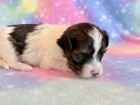 Candy, a female Maltipoo for sale in Hawarden, IA – Photo 6 of 7