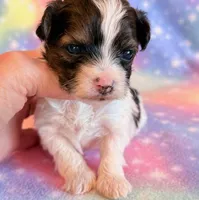 Candy, a female Maltipoo for sale in Hawarden, IA – Photo 7 of 7