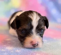 Candy, a female Maltipoo for sale in Hawarden, IA – Photo 5 of 7