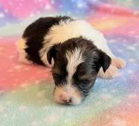 Candy, a female Maltipoo for sale in Hawarden, IA – Photo 3 of 7