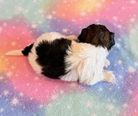 Candy, a female Maltipoo for sale in Hawarden, IA – Photo 4 of 7