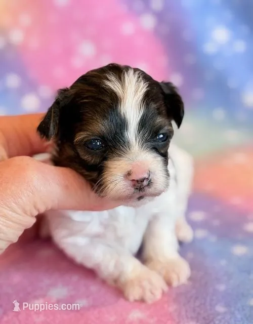 Candy – Maltipoo puppy for sale in Hawarden, IA