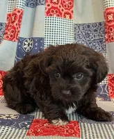 Dunkin, a male Shihpoo for sale in Hawarden, IA – 3 of 9