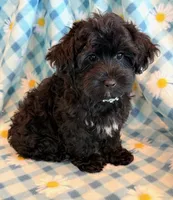 Jeb, a male Yorkipoo for sale in Hawarden, IA – 4 of 10