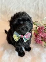 Josie, a female Yorkipoo for sale in Hawarden, IA – 6 of 10