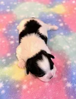 Scarlet, a female Mal Shi for sale in Hawarden, IA – 5 of 8