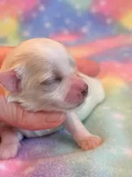 Nugget, a male Maltipoo for sale in Hawarden, IA – 2 of 5