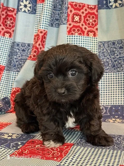 Dunkin – Shihpoo puppy for sale in Hawarden, IA