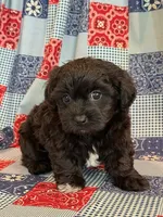 Dunkin, a male Shihpoo for sale in Hawarden, IA – 1 of 9