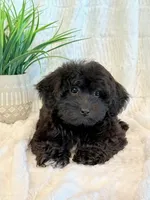 Dexter, a male Shihpoo for sale in Hawarden, IA – 6 of 10