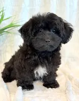 Dexter, a male Shihpoo for sale in Hawarden, IA – 4 of 10