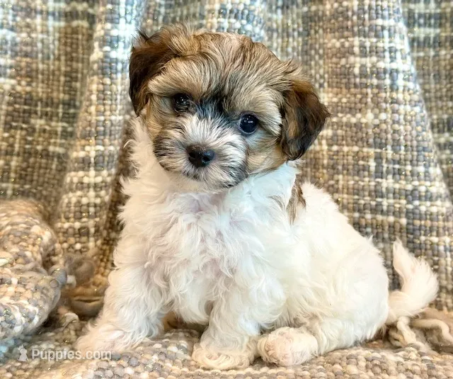 Nemo – Maltipoo puppy for sale in Hawarden, IA