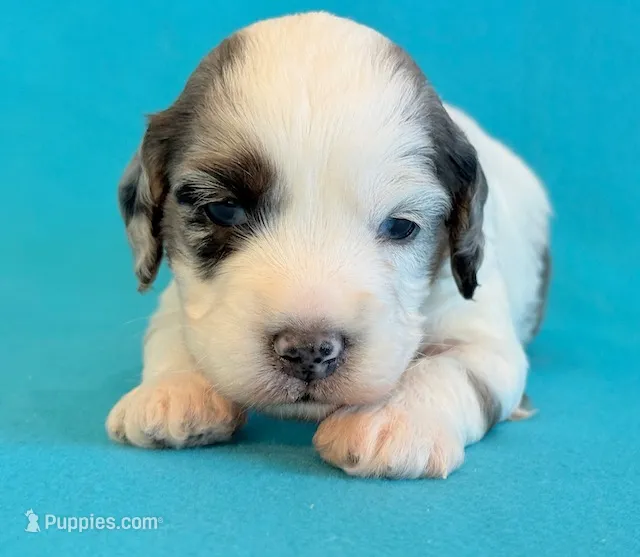 Ernie – Cockapoo puppy for sale in Hawarden, IA