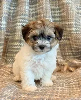 Nemo, a male Maltipoo for sale in Hawarden, IA – 3 of 10