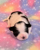 Spencer, a male Mal Shi for sale in Hawarden, IA – 7 of 7