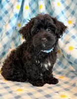 Jeb, a male Yorkipoo for sale in Hawarden, IA – 1 of 10
