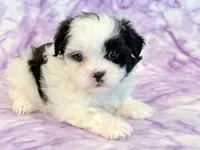Hazel, a female Mal Shi for sale in Hawarden, IA – 5 of 9