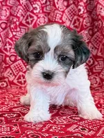 Domino, a male Shihpoo for sale in Hawarden, IA – 7 of 10