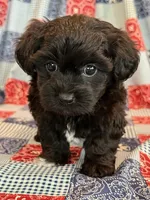 Dunkin, a male Shihpoo for sale in Hawarden, IA – 7 of 9