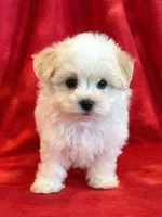 Nugget, a male Maltipoo for sale in Hawarden, IA – 8 of 10