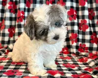 Newton, a male Maltipoo for sale in Hawarden, IA – 8 of 10