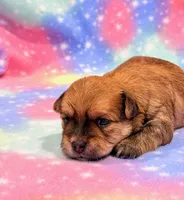 Kato, a male Morkie for sale in Hawarden, IA – 4 of 6