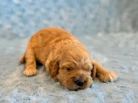 Leo, a male Cockapoo for sale in Hawarden, IA – 4 of 6